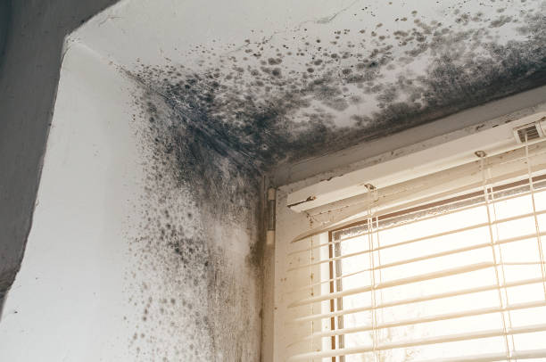 Affordable Mold Remediation solutions in Long Branch, VA